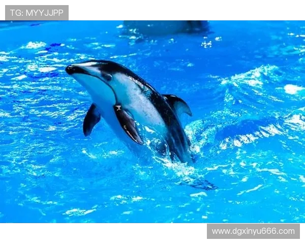 曼塔海豚与麦德林的奇妙邂逅探索海洋与城市的完美融合 曼塔海豚与麦德林的奇妙邂逅探索海洋与城市的完美融合